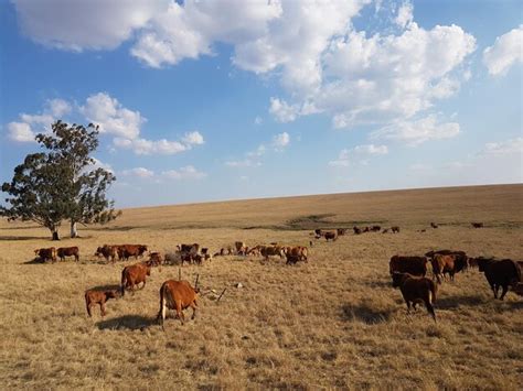 Premium Photo Cows On Landscape