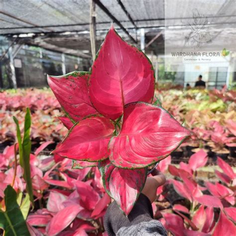 Aglaonema Red Queen Lazada Indonesia