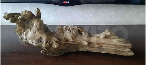 Коряги для террариума тилландсий купить в Новокузнецке | Животные и ...