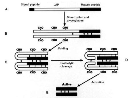Transforming growth factor-β 1 (TGF-β1) is a | Chegg.com
