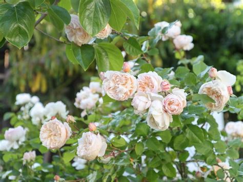 5 Best Cottage Garden Roses to Grow in Your Yard - Hydrangea Treehouse