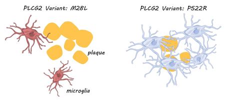 protein  microglia  influences alzheimers disease risk