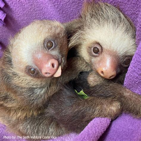 Baby Sloths In Pajamas