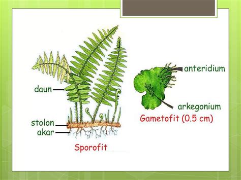 Kingdom Plantae Dan Klasifikasinya Ppt