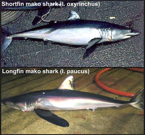 10 Mako Shark Facts For Kids! - Cool and Interesting Facts for Kids