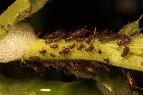 How To Identify And Get Rid Of Aphids On Your Trees And Shrubs