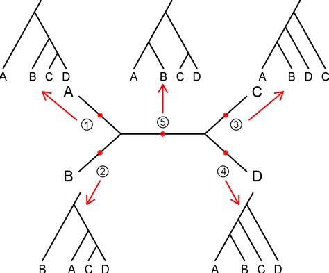 Figure From Topics In Phylogenetic Species Tree Inference Under The