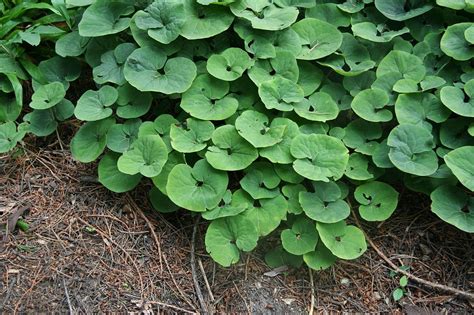 Asarum canadense (Canadian Wild Ginger, Common Wild Ginger, Wild Ginger ...