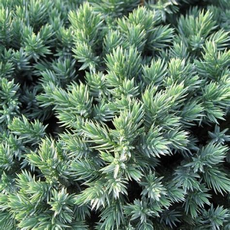 Купить можжевельник в Минске, доставка почтой по Беларуси, недорого в ...