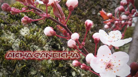 Aicha Qandicha
