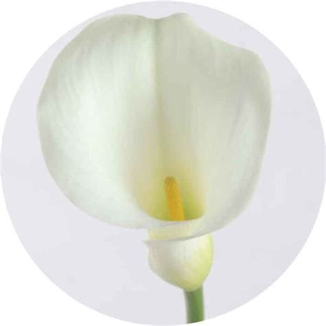 Mini Calla Captain Ventura - Solefarms