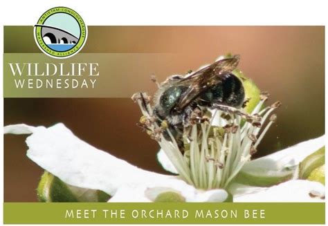 Meet The The Orchard Mason Bee — Antietam Conococheague Watershed Alliance