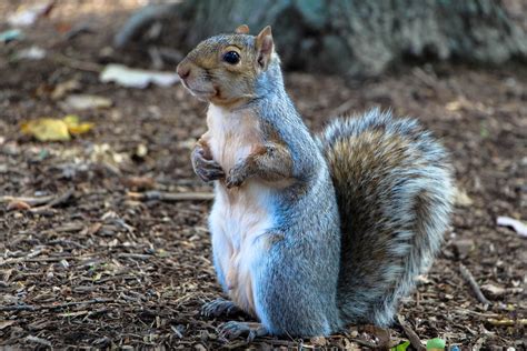 Cute Curious Squirrel standing up on the ground image - Free stock ...