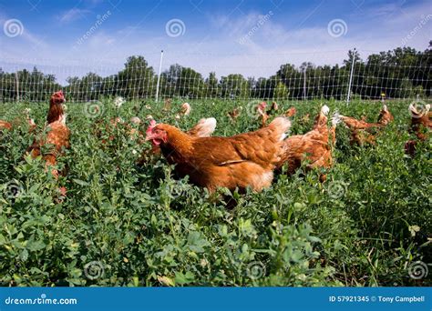 Red Sex Link Chickens Stock Image Image Of Food Field