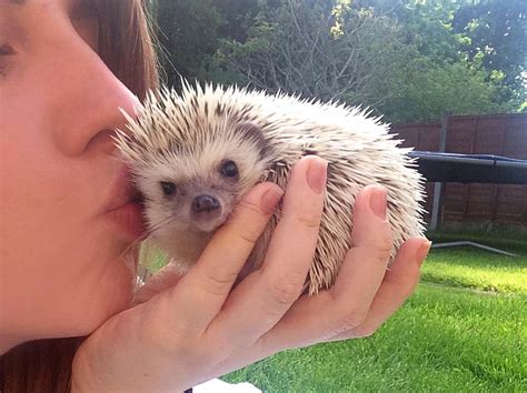 honest guide  owning  pet pygmy hedgehog slurp social