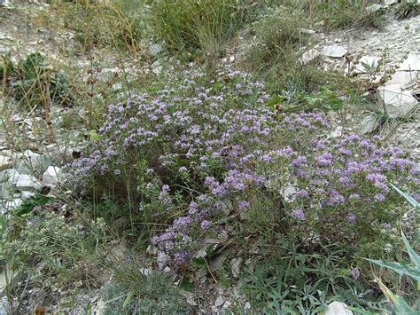 Все форумы > Зизифора тимьянниковая (Ziziphora serpyllacea. Lamiaceae ...