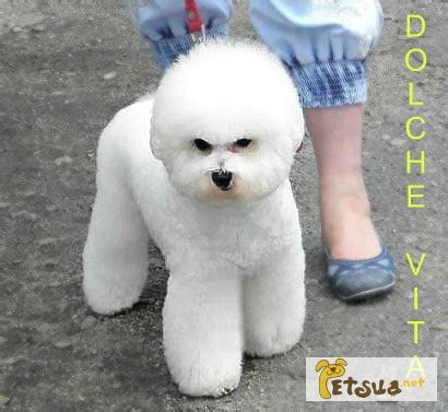 Продам щенков Бишон фризе, купить щенков Бишон фризе, Харьков — PetsUA