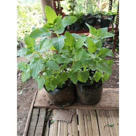 Jual Tanaman Bibit Daun Lemon Balm Mint Pohon Lemon Mint Herbal