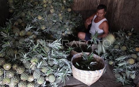 Buah Nanas Antara Foto