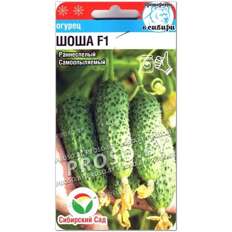 Купить семена Огурец Шоша F1 в Минске и почтой по Беларуси