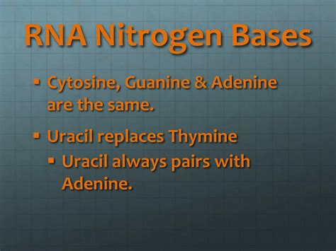 PPT - Structure of DNA & RNA PowerPoint Presentation, free download ...