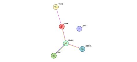 LPAR1 Gene - GeneCards | LPAR1 Protein | LPAR1 Antibody 