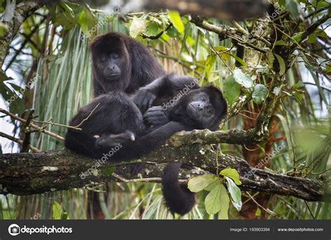 Black Howler Monkeys — Stock Photo © Safronat 193903394