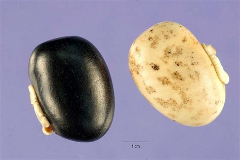 Mucuna pruriens var. utilis