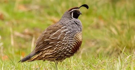 What Do Quails Eat? Their 5+ Favorite Foods - AZ Animals