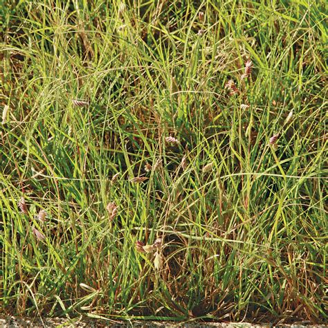 PLANT TYPES - Grasses & Sedges - Missouri Wildflowers Nursery