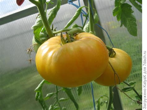 Заря - красивый крупноплодный томат с невероятным нежным вкусом ...