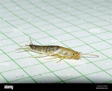 Silverfish Paper Damage Hi Res Stock Photography And Images Alamy
