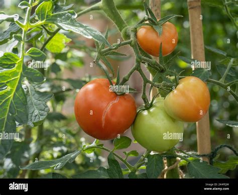 Split Tomato Skin Hi Res Stock Photography And Images Alamy