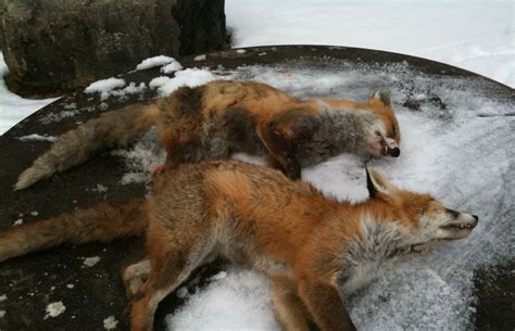 Les Chasseurs De Faverges Chasse Au Renard