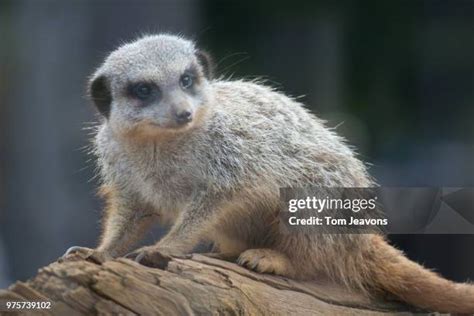 Colchester Zoo Photos And Premium High Res Pictures Getty Images