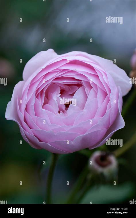 Rosa Rose Heritage David Austin English Shrub Stock Photo Alamy