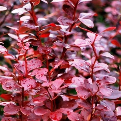 Барбарис тунберга Red Pillar - купить саженцы в Краснодаре | КДР-сад ...