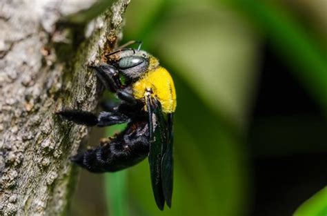 Do Carpenter Bees Sting? Here's What You Should Know - LearnBees