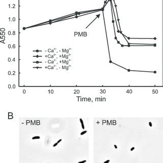 A Effects Of Divalent Cations On The Effectiveness Of Pmbinduced