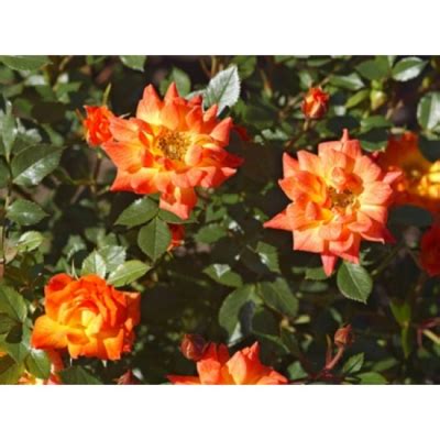 Роза Колибри (спрей): особенности и характеристика сорта, правила ...