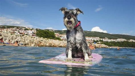 The 20 Best Dog-Friendly Beaches in Europe