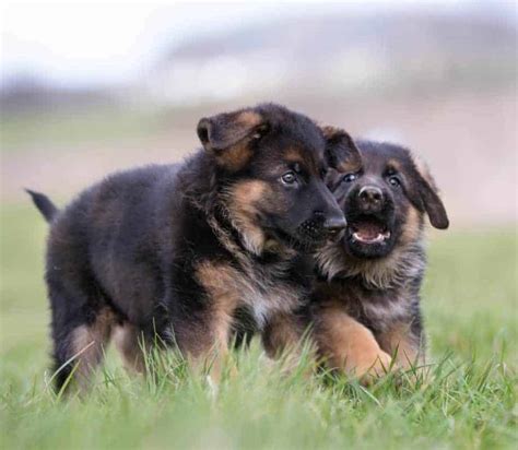 german shepherd prices   true cost  puppies world  dogz