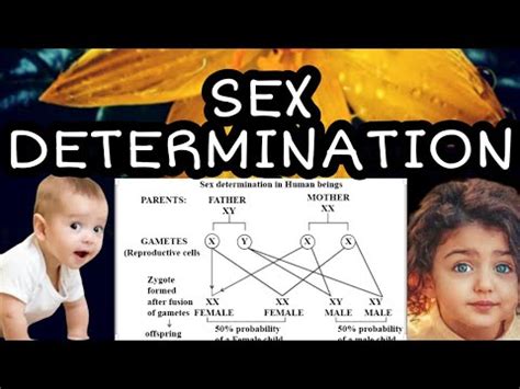 Sex Determination Class 10 Biology YouTube