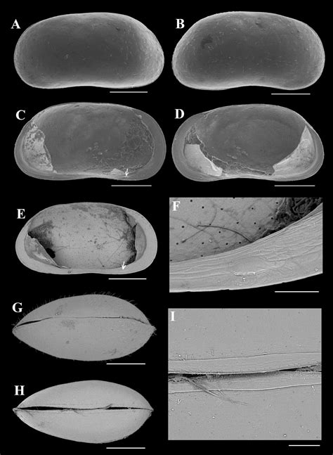 ﻿three New Species Of Non Marine Ostracods Crustacea Ostracoda From
