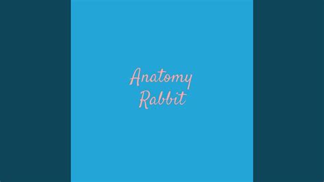 Every Time Anatomy Rabbit Song Lyrics Music Videos And Concerts