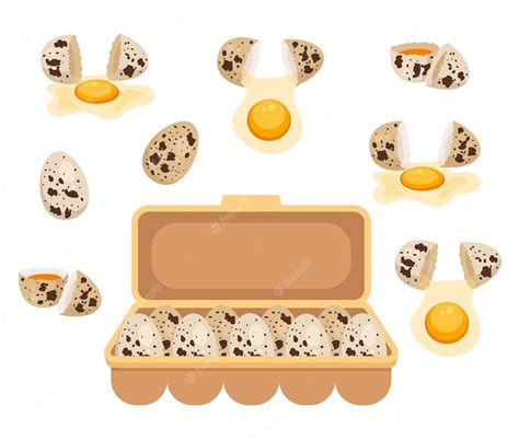 Premium Vector Quail Egg Isolated Design Element Set Collection Flat