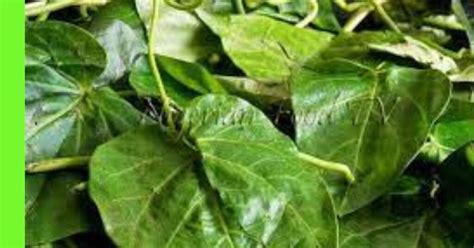 Utazi Leaf Simple Facts Uses You Want To Know