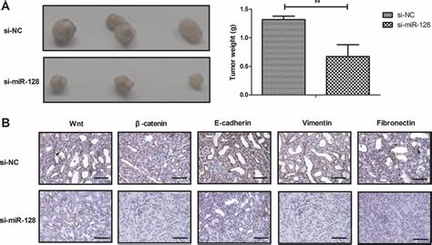 Si Mir Suppressed Tumor Growth In Xenograft Models A Knockdown Of