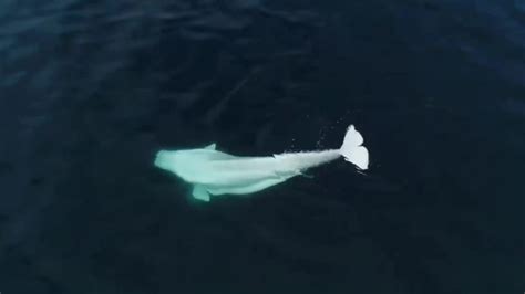 Historic Beluga Whale Sighting In San Diego