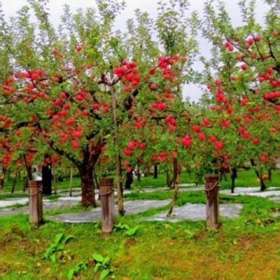 The Naked Dentist On Twitter Sir Bottom Fitzgerald The Naked Dentist Dobbel Dildo Fuck In The